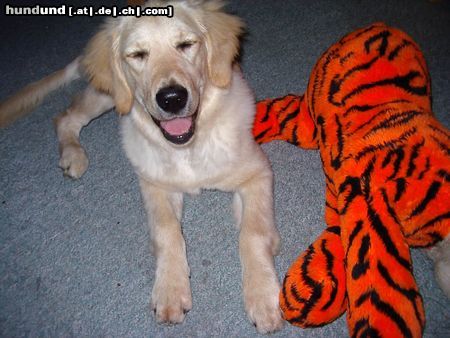Golden Retriever Hunde Foto 4448 Golden Retriever Cassy mit Kampftiger