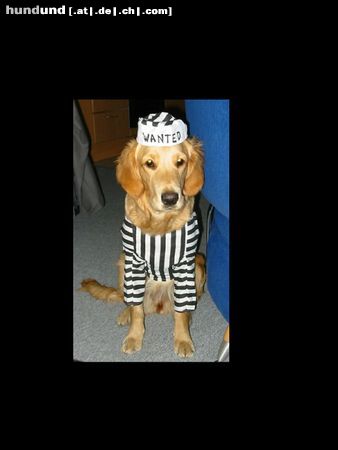 Golden Retriever Hunde Foto 11022 Golden Retriever Unsere Celina im Fasching als Sträfling