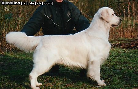 Golden Retriever Ch Garbank Lislone Jackpot