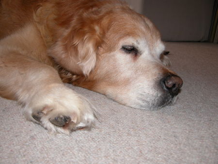 Golden Retriever Hunde Foto 28541 in höherer Auflösung ansehen Golden Retriever schnarch