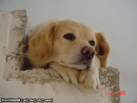 Golden Retriever Hunde Foto 25561 Golden Retriever Chicco