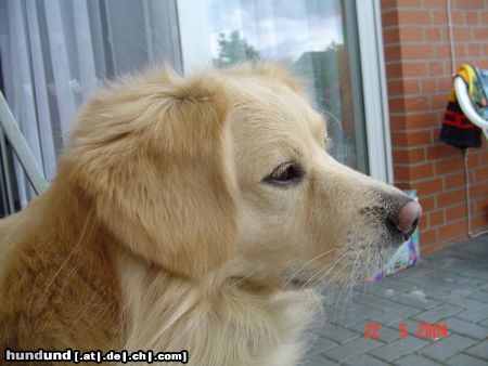 Golden Retriever Hunde Foto 11501 Golden Retriever Chicco