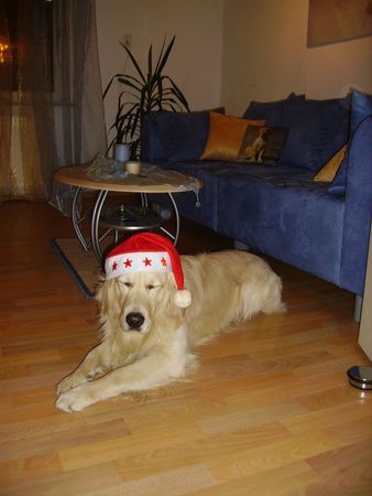 Golden Retriever Hunde Foto 35991 Golden Retriever Weihnachten hätten wir für heuer wieder geschafft!
