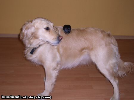 Golden Retriever Hunde Foto 11377 Golden Retriever Mein Name ist Juli und Daß ist mein kleiner Freund
