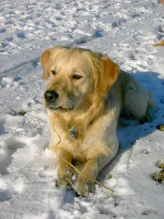 Golden Retriever Hunde Foto 32989 in höherer Auflösung ansehen Golden Retriever Cisco: