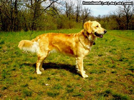 Golden Retriever Hunde Foto 10677 Golden Retriever Ginger 2 Jahre