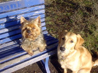 Golden Retriever Hunde Foto 1887 Golden Retriever Dusty und Ginger