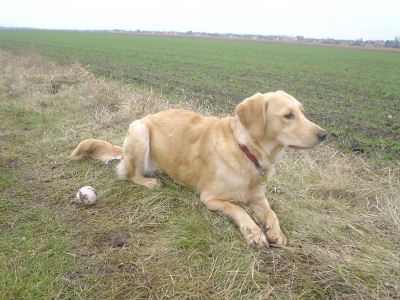 Golden Retriever Hunde Foto 1790 Golden Retriever Ginger 8 Monate