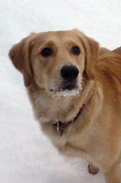Golden Retriever Hunde Foto 1788 Golden Retriever Ginger 8 Monate