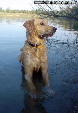 Golden Retriever Ginger liebt das Wasser!!!