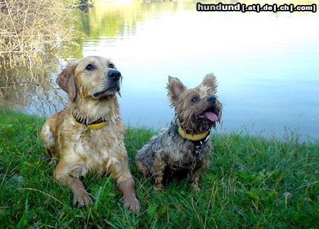 Golden Retriever Hunde Foto 5920 Golden Retriever Golden Hündin Ginger und Yorkie Rüde Dusty: Zwei absolute Wasserratten