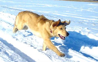 Golden Retriever Hunde Foto 2118 Golden Retriever Ginger in Schnee