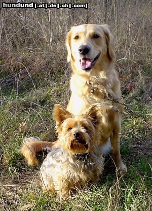 Golden Retriever Hunde Foto 7336 Golden Retriever Golden Hündin Ginger und Yorkie Dusty