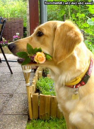 Golden Retriever Hunde Foto 7337 Golden Retriever Golden Hündin Ginger, mein ganzer Stolz