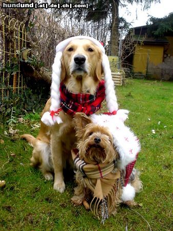 Golden Retriever Hunde Foto 7519 Golden Retriever Frohe Weihnachten!!!