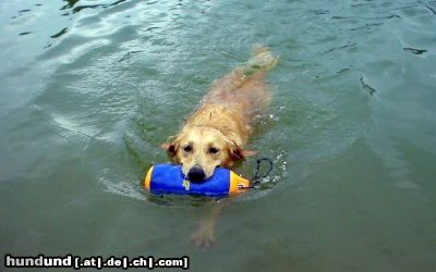 Golden Retriever Hunde Foto 4762 Golden Retriever Ginger beim Apport ihres geliebten Wasser-Dummys