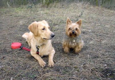 Golden Retriever Hunde Foto 2117 Golden Retriever Ginger und Lebensgefährte Dusty