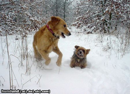 Golden Retriever Hunde Foto 7937 Golden Retriever Ginger (20 Monate) und Yorkie Dusty (7 Jahre) sind sichtlich glücklich das endlich Schnee fällt und geniesen ihn so gut es geht.