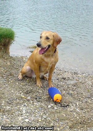 Golden Retriever Ginger und ihr Wasser - Dummy