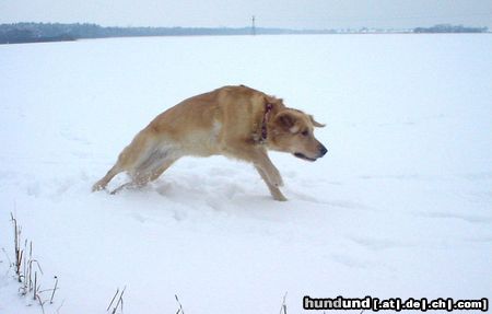 Golden Retriever Hunde Foto 8038 Golden Retriever Ginger beim Spielen im Schnee