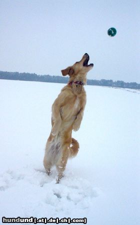 Golden Retriever Hunde Foto 8039 Golden Retriever Im Schnee macht den Goldens alles doppelt so viel Spaß, oder?
