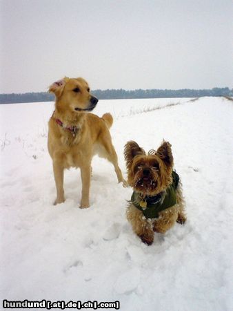 Golden Retriever Hunde Foto 8040 Golden Retriever Golden Ginger und Yorkie Dusty. Meine beiden