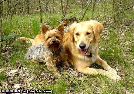 Golden Retriever Hunde Foto 10678 Golden Retriever Ginger und Yorkie Rüde Dusty, ein Herz und eine Seele