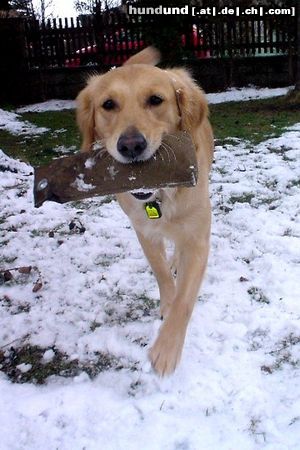Golden Retriever Hunde Foto 10761 Golden Retriever Golden Ginger bei der Dummyarbeit