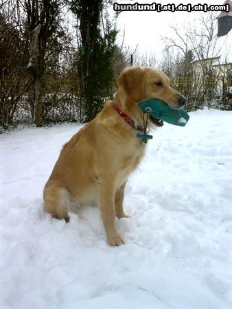Golden Retriever Hunde Foto 9460 Golden Retriever Ginger (2 Jahre) mit ihrem Dummy