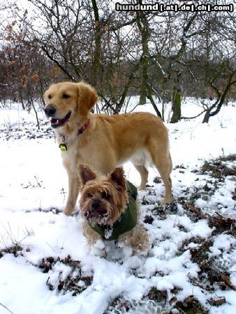 Golden Retriever Hunde Foto 9459 Golden Retriever Ginger (2 Jahre) und Yorkie Dusty (7 Jahre) im Winterwald