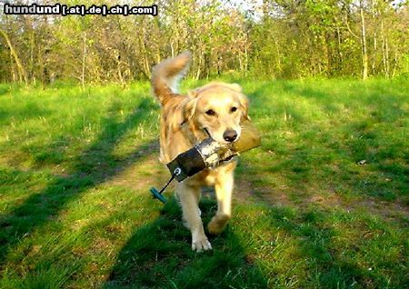 Golden Retriever Hunde Foto 10762 Golden Retriever Golden Ginger bei der Dummyarbeit