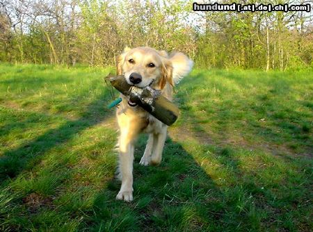 Golden Retriever Hunde Foto 10763 Golden Retriever Golden Ginger bei der Dummyarbeit
