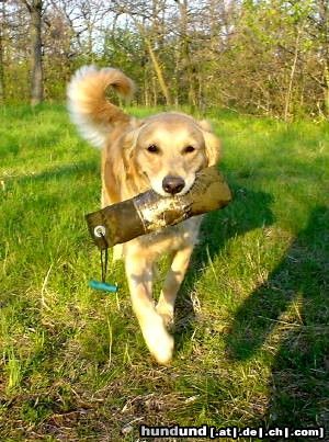 Golden Retriever Hunde Foto 10764 Golden Retriever Golden Ginger bei der Dummyarbeit