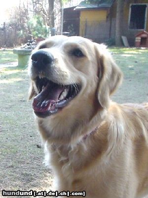 Golden Retriever Hunde Foto 3015 Golden Retriever Meine Ginger, Monate