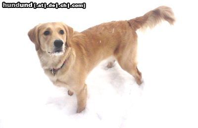Golden Retriever Hunde Foto 3017 Golden Retriever Meine Ginger, 12 Monate