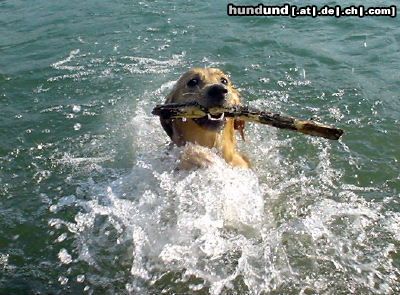 Golden Retriever Ginger beim Wasserapport