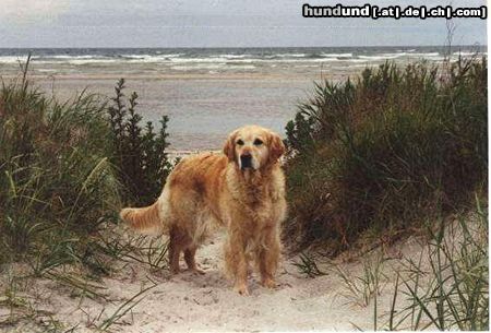 Golden Retriever Hunde Foto 8457 Golden Retriever Alice in Dänemark