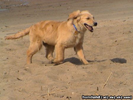Golden Retriever Flocki am Strand