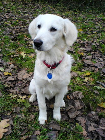 Golden Retriever Hunde Foto 33776 in höherer Auflösung ansehen Golden Retriever Meine Laíka 8Wochen