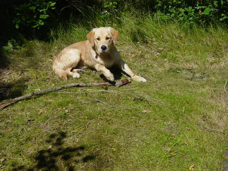 Golden Retriever Hunde Foto 39393 in höherer Auflösung ansehen Golden Retriever FREITAG, 9 Monate