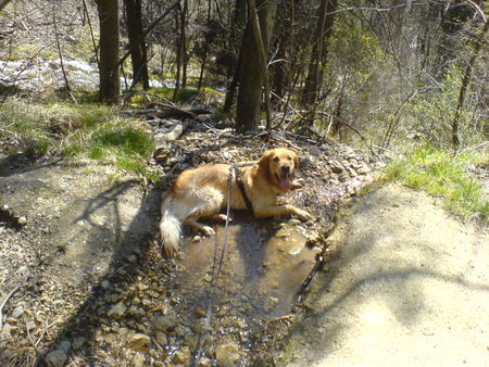 Golden Retriever Hunde Foto 38165 in höherer Auflösung ansehen Golden Retriever