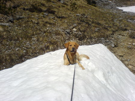 Golden Retriever Hunde Foto 38163 in höherer Auflösung ansehen Golden Retriever