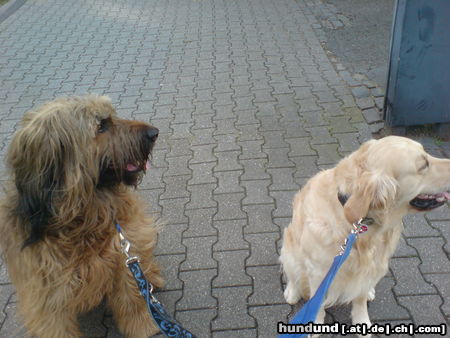 Golden Retriever Meine 2 süßen Sam und Joe