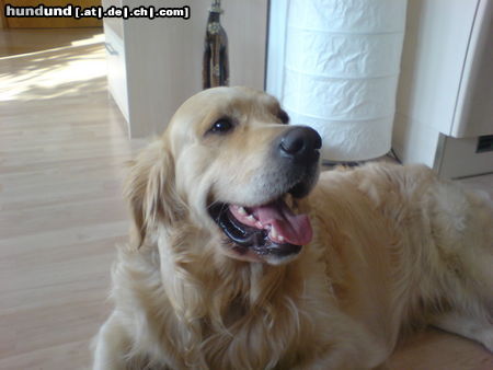 Golden Retriever In Gedenken an Joe der gestern leider verstarb