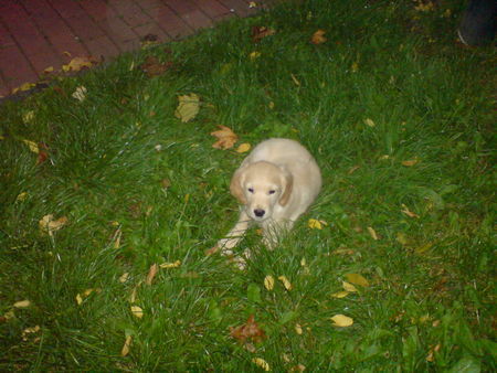 Golden Retriever Hunde Foto 40045 in höherer Auflösung ansehen Golden Retriever ich möchte nicht mehr laufen