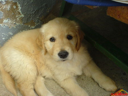 Golden Retriever Hunde Foto 32495 in höherer Auflösung ansehen Golden Retriever ich bin die Amy