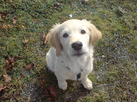 Golden Retriever Hunde Foto 40261 in höherer Auflösung ansehen Golden Retriever neiiiin ich habe nichts angestellt