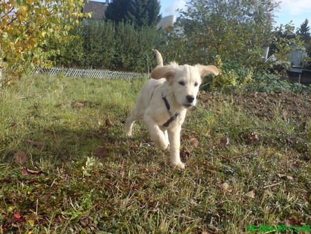 Golden Retriever Hunde Foto 40260 in höherer Auflösung ansehen Golden Retriever wenn ich schneller laufe, hebe ich ab...