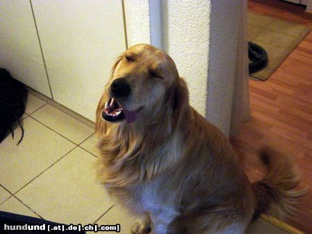 Golden Retriever Hunde Foto 7944 Golden Retriever Sisco