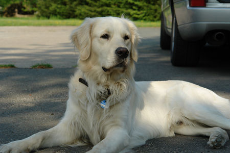 Golden Retriever Hunde Foto 31485 in höherer Auflösung ansehen Golden Retriever Balou Mai 06
